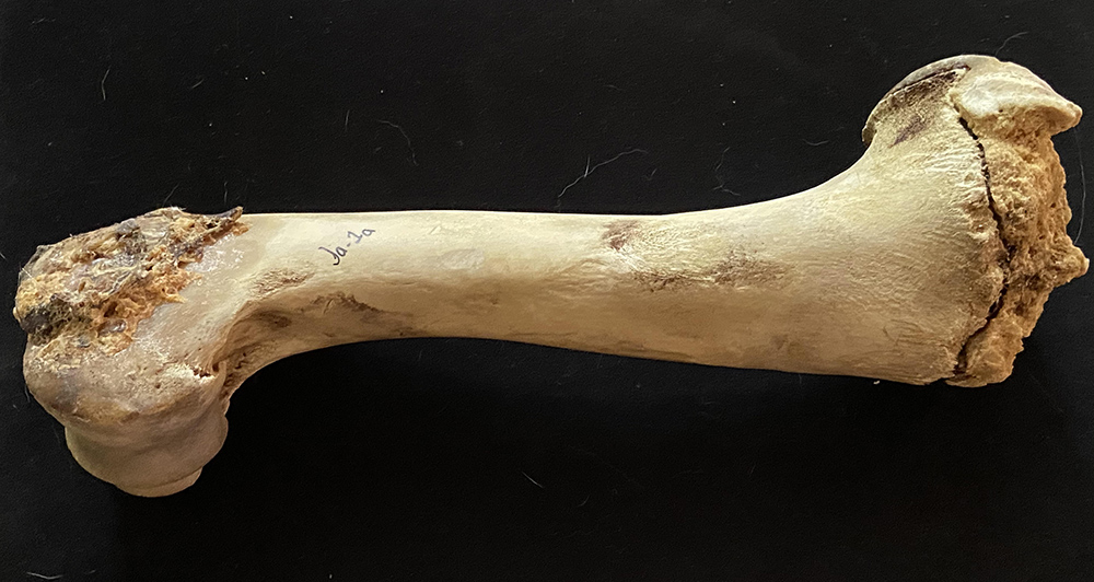Digital Metrology - bone sample courtesy Carrie Rowe, University of Minnesota