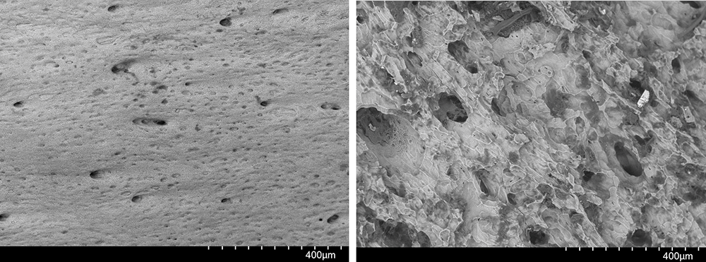 Digital Metrology - Carrie Rowe Bone Sample Images