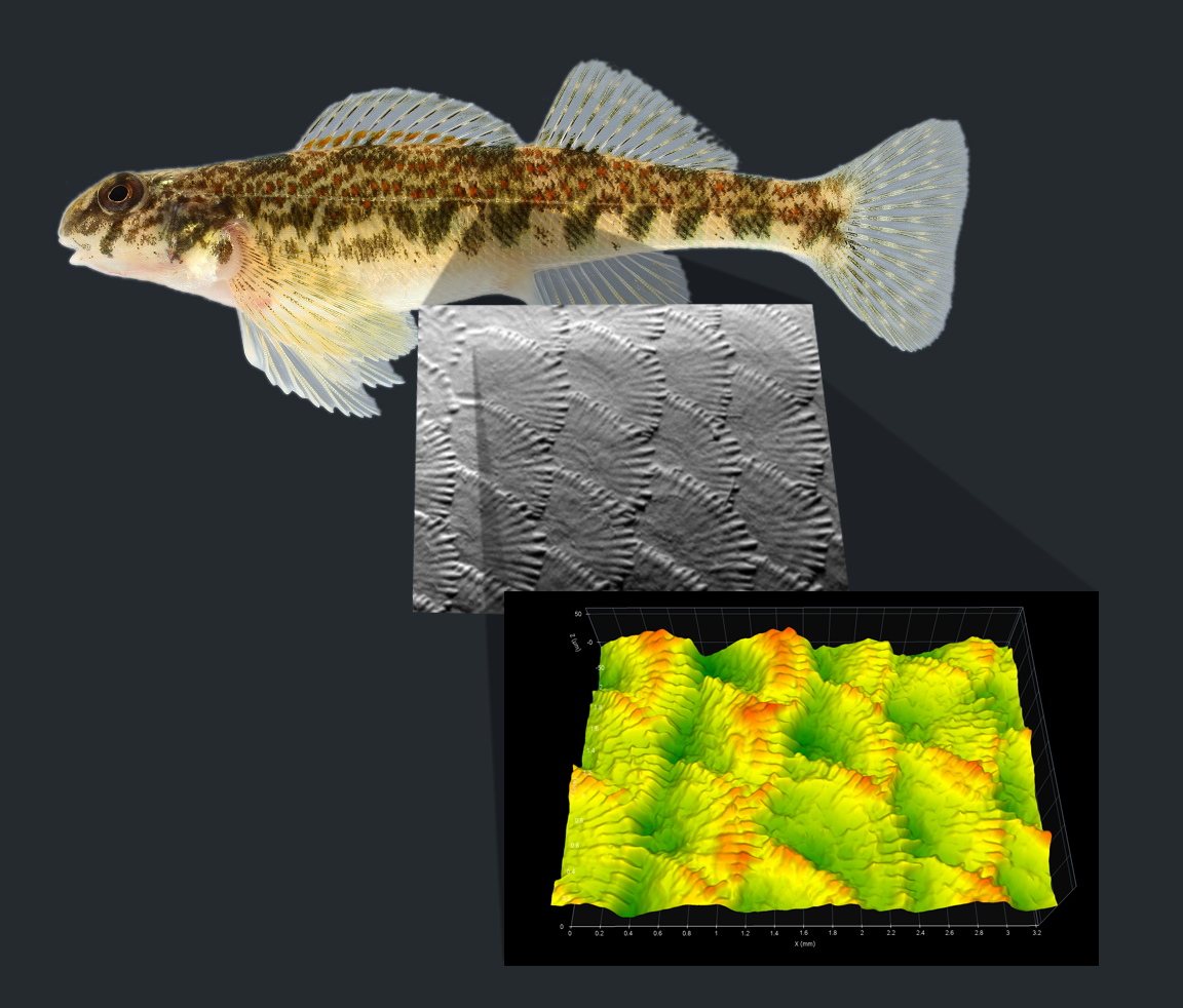 Surface Texture Software - Dr. Jessica Arbour uses OmniSurf3D surface texture software for her studies in evolution and morphology