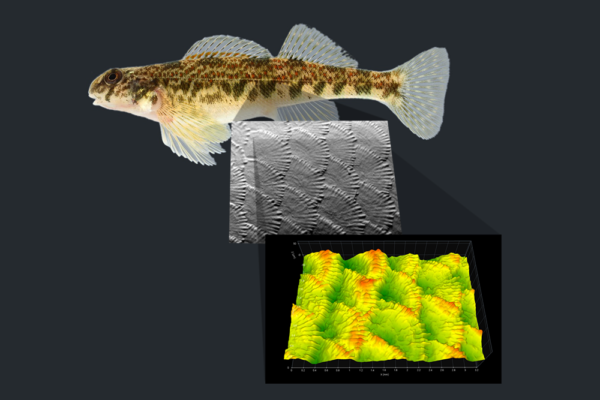 Surface Texture Software - Dr. Jessica Arbour uses OmniSurf3D surface texture software for her studies in evolution and morphology